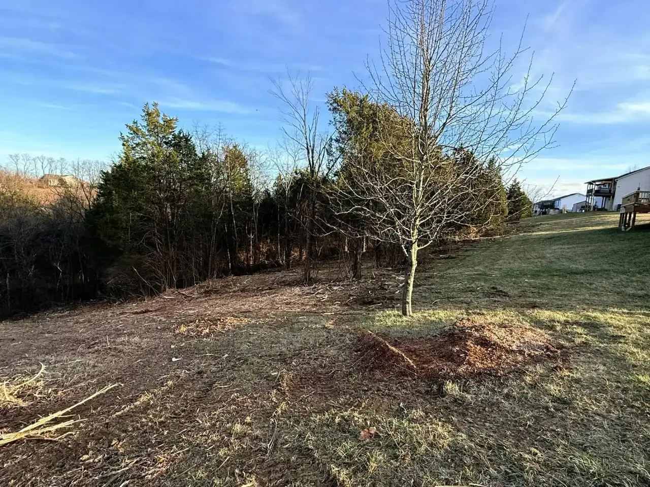 After: Backyard Treeline Clearing