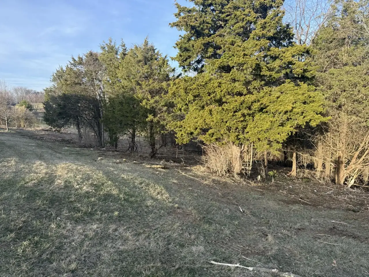 Thinned treeline after selective clearing