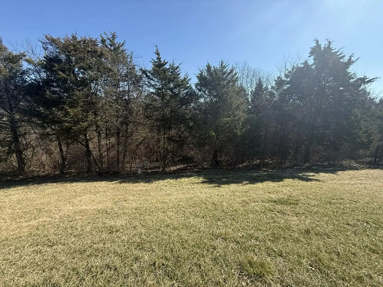 Wall of overgrown cedars before clearing