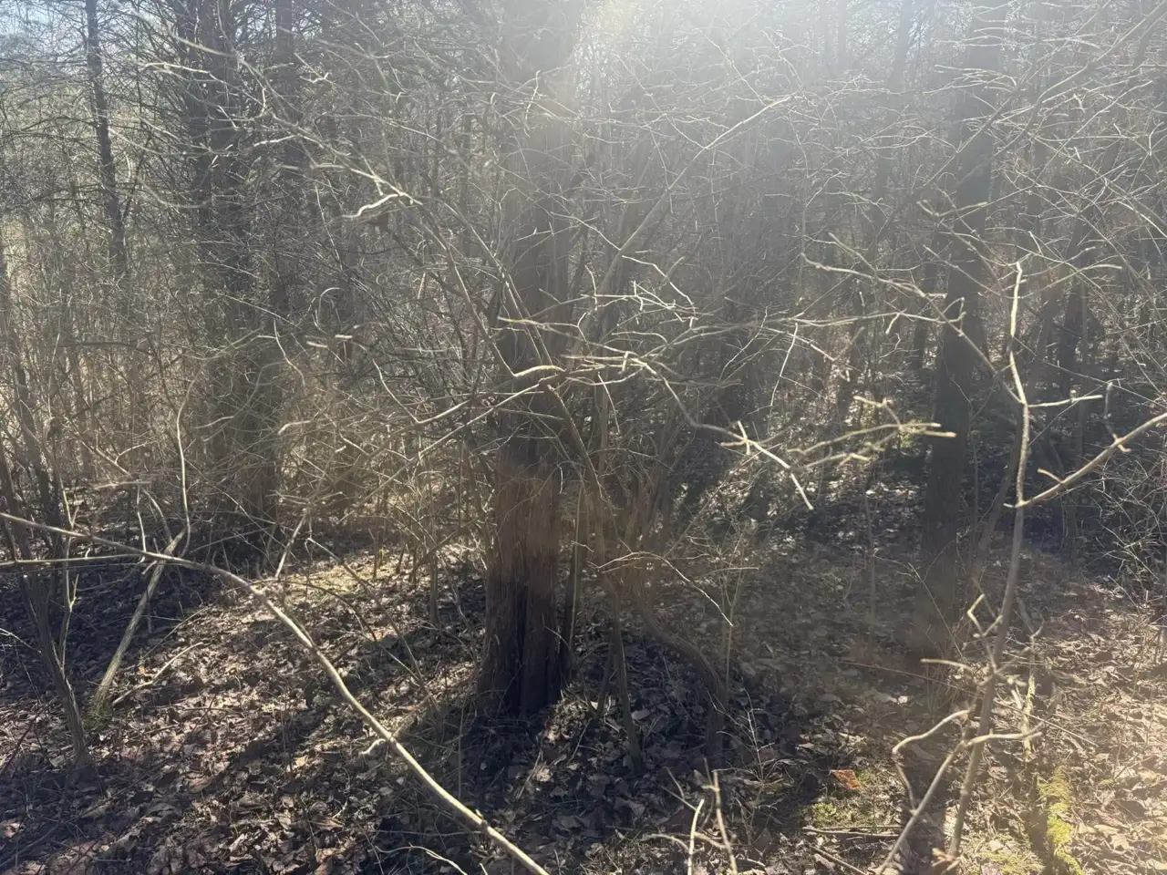 Dense overgrown brush before clearing