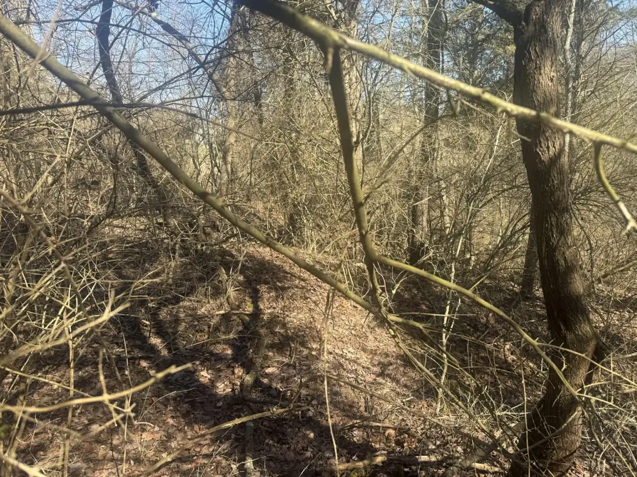 Overgrown woods before land clearing