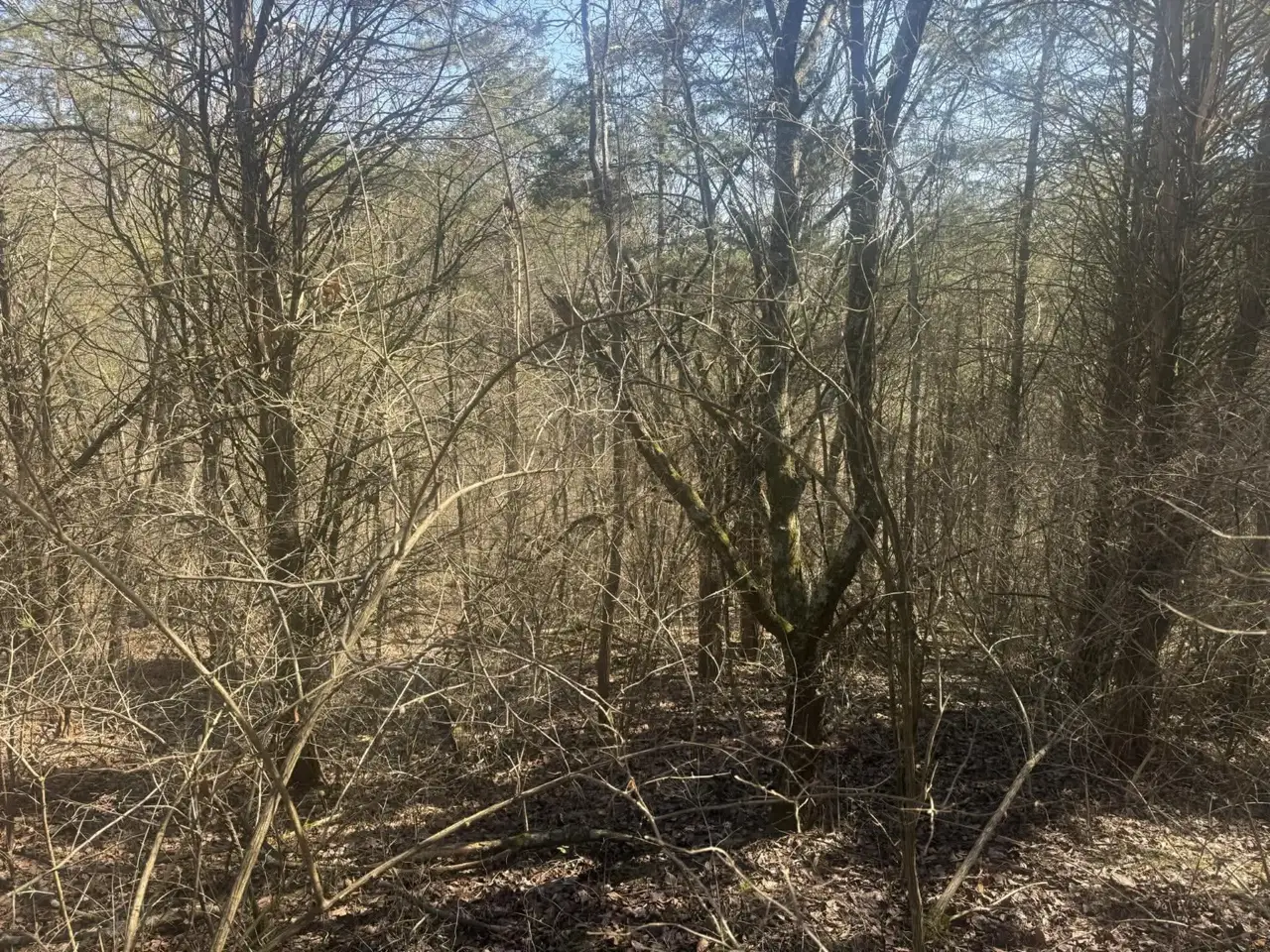 How to Get Rid of Honeysuckle in Northern Kentucky