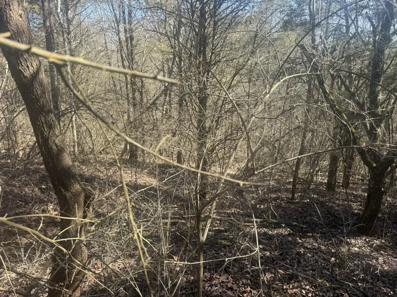 What Can a Forestry Mulcher Actually Clear?