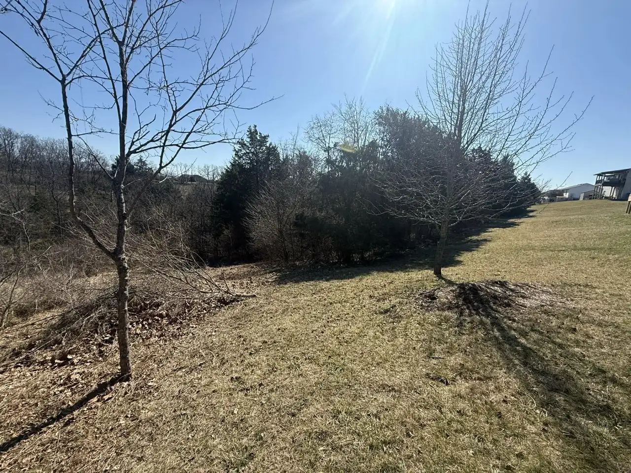 Before: Backyard Treeline Clearing