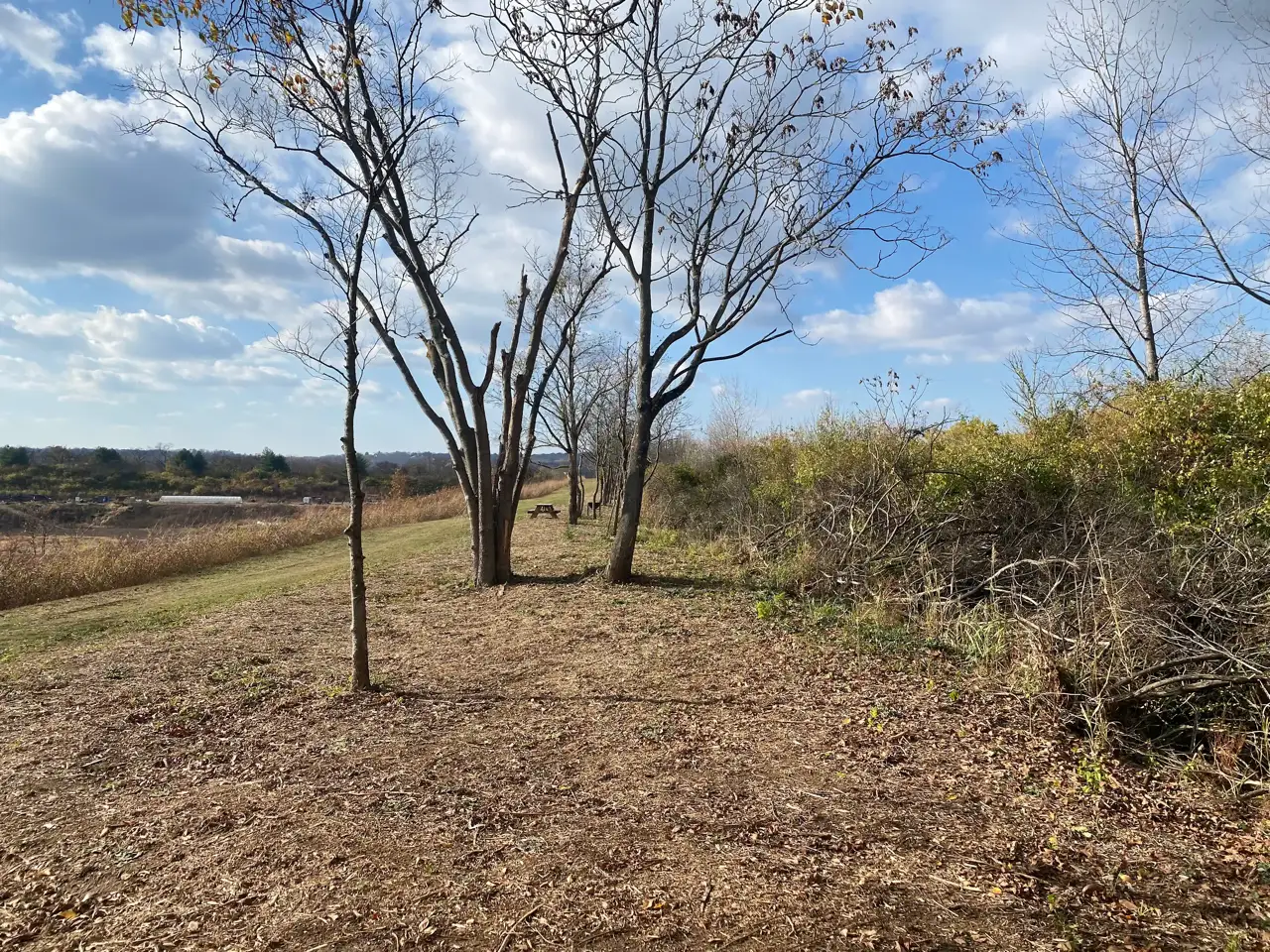 Fence Line Clearing Services in Northern Kentucky & Cincinnati