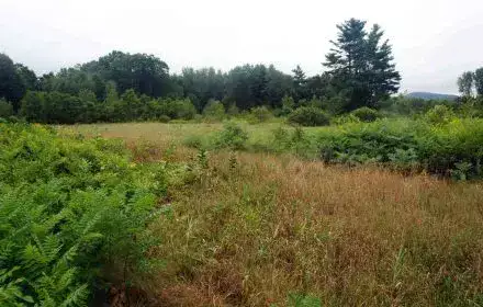 Invasive Species Removal