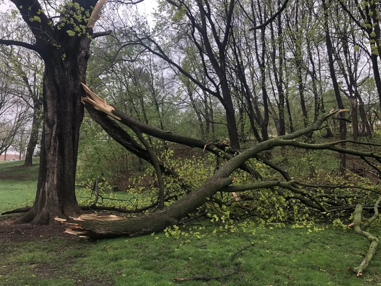 Storm Cleanup & Emergency Tree Removal in Northern Kentucky & Cincinnati